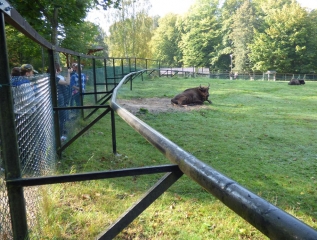 Specjalny Ośrodek Wychowawczy - Wycieczka do Białowieskiego Parku Narodowego